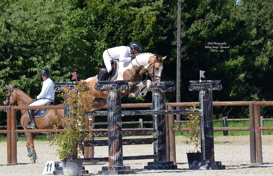 Cavalla Sella Francese In vendita 2024 Perlino