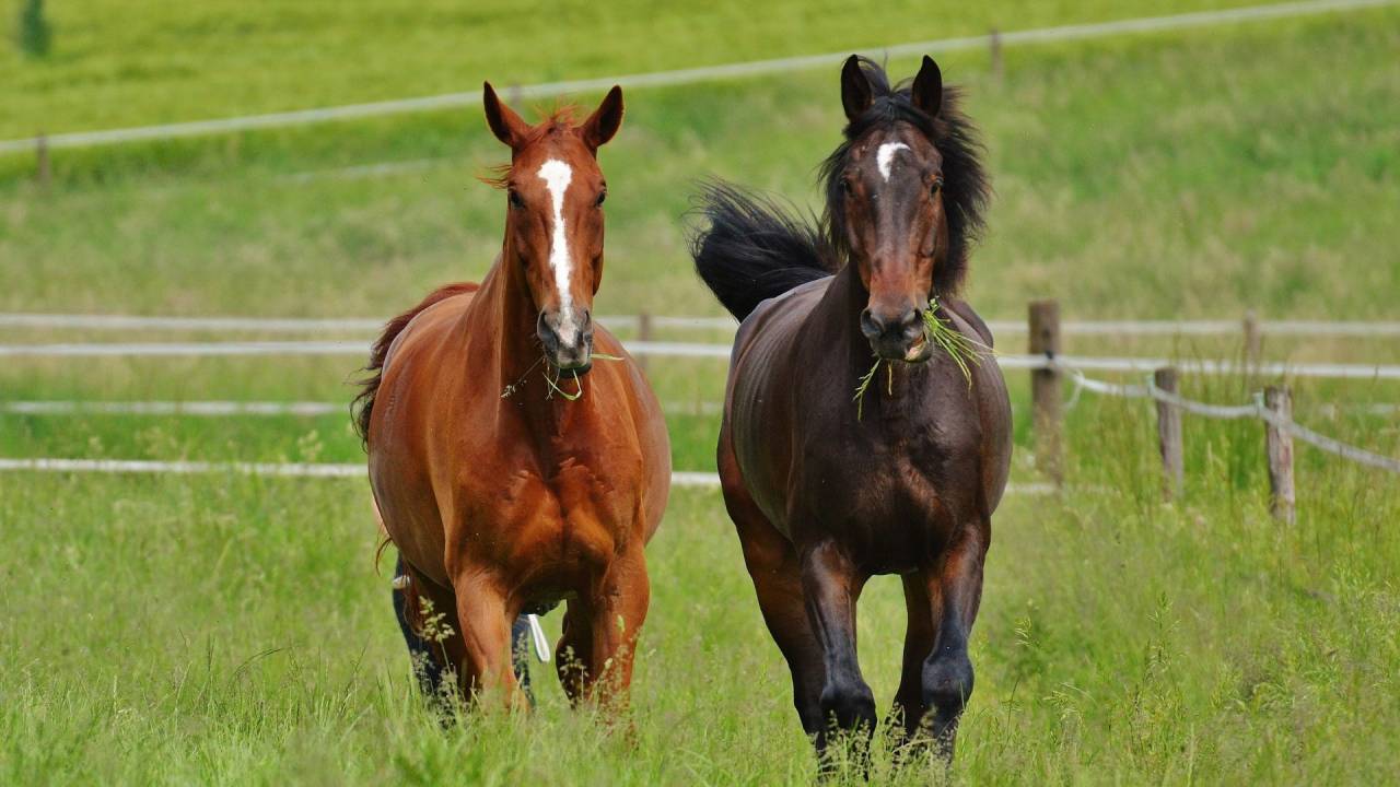 Campo In vendita H&eacute;rault