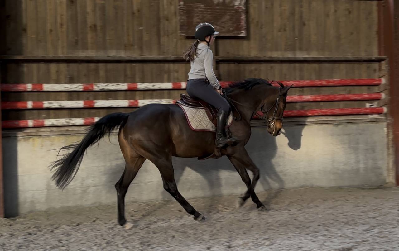 Cavalla Zangersheide In vendita 2020 Baio