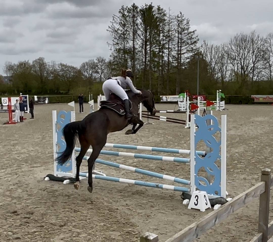 Cavalla Zangersheide In vendita 2020 Baio