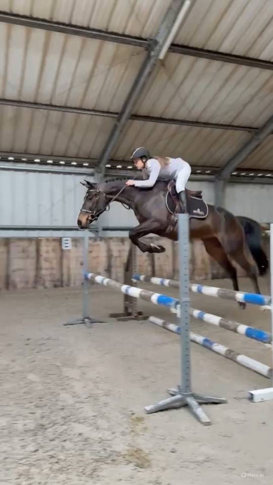 Cavalla Zangersheide In vendita 2020 Baio