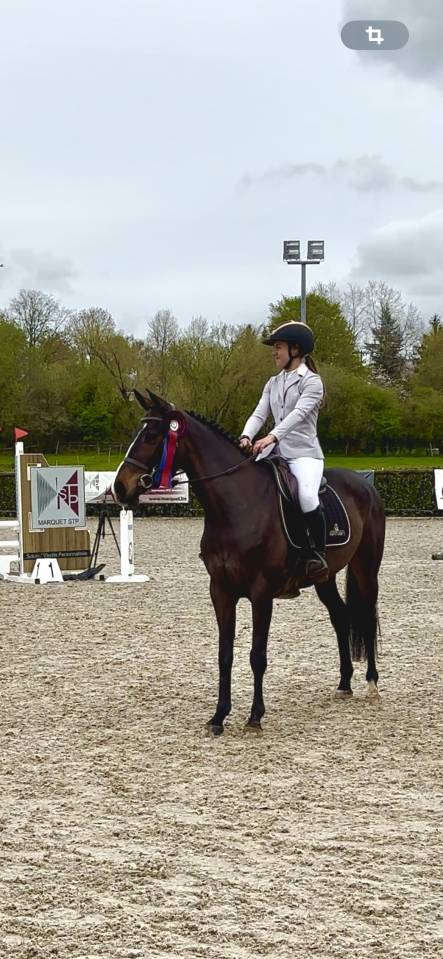 Cavalla Zangersheide In vendita 2020 Baio