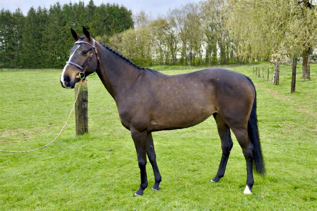 Cavalla Zangersheide In vendita 2020 Baio