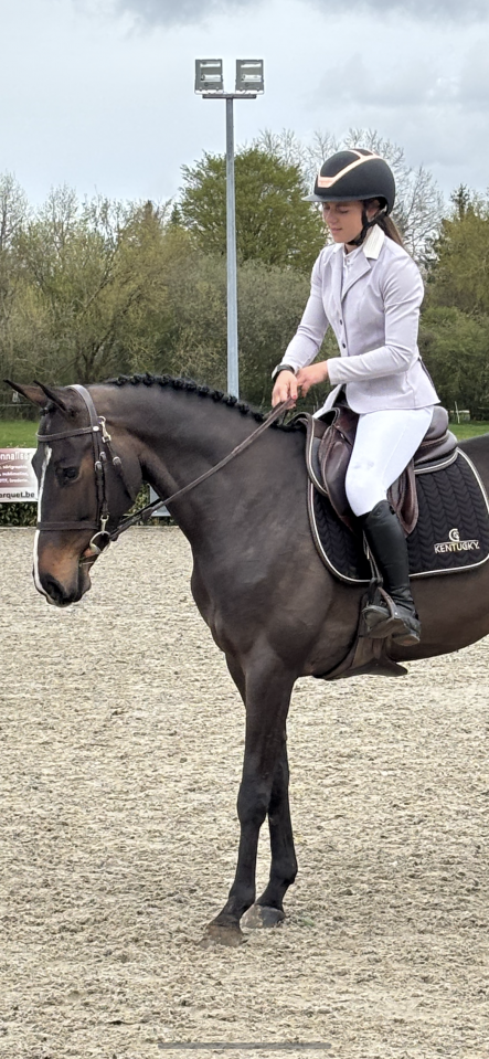 Cavalla Zangersheide In vendita 2020 Baio