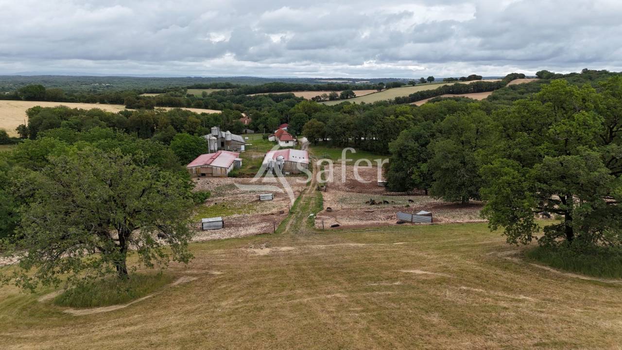 Azienda suina In vendita Lot