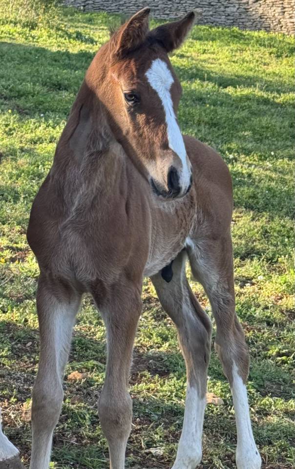 Puledro Sella Francese In vendita 2026 Baio ,  Consul dl vie 