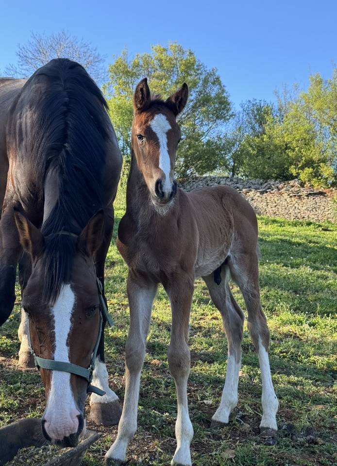 Puledro Sella Francese In vendita 2026 Baio ,  Consul dl vie 