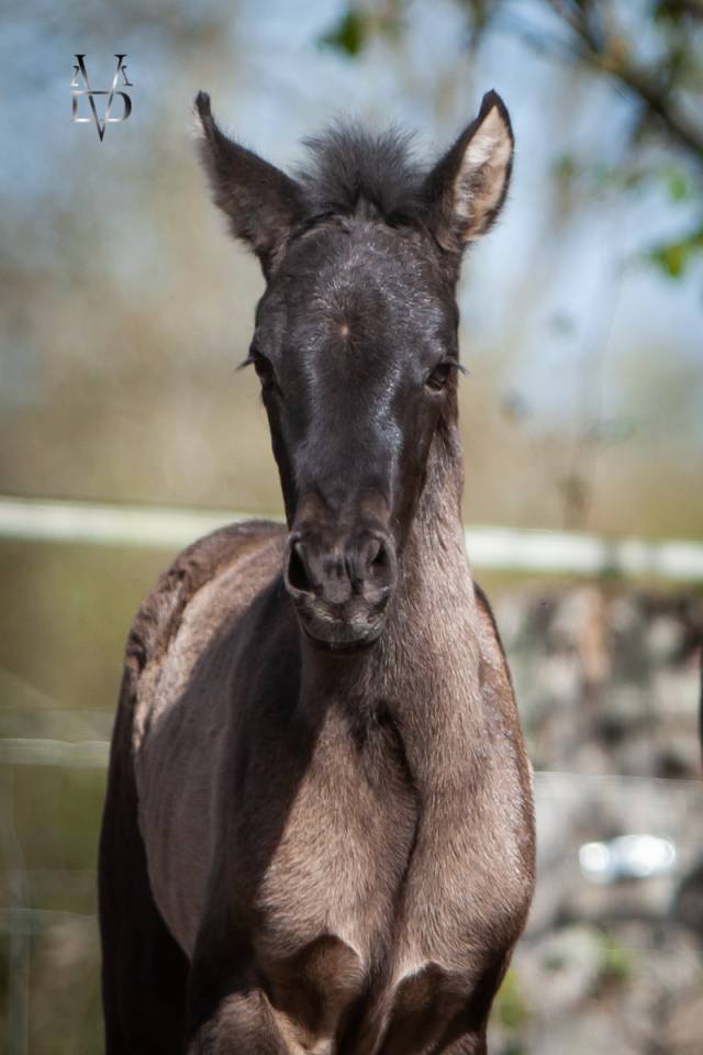 Puledra PRE Andaluso In vendita 2026 Nero ,  MONJE II