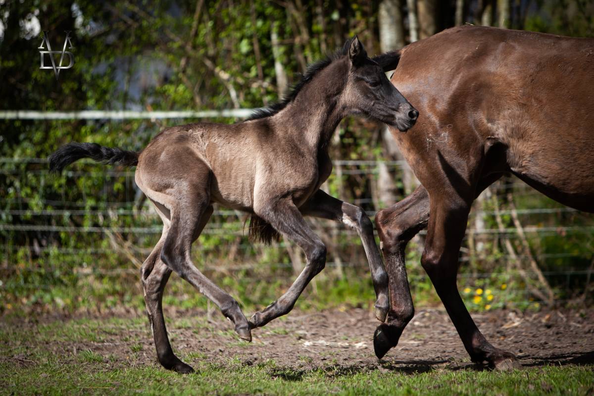 Puledra PRE Andaluso In vendita 2026 Nero ,  MONJE II