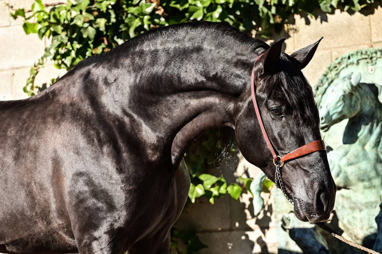 Puledra PRE Andaluso In vendita 2026 Nero ,  MONJE II