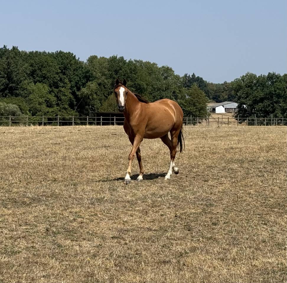 Cavalla Welsh Part Bred In vendita 2022 Sauro ,  EAMOON DU GRANIT WBP