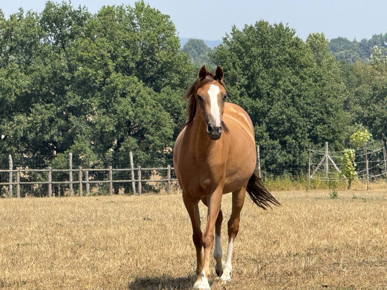 Cavalla Welsh Part Bred In vendita 2022 Sauro ,  EAMOON DU GRANIT WBP