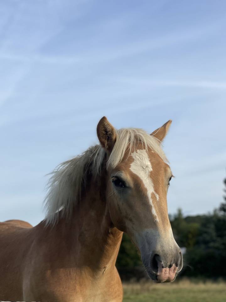 Castrone Haflinger In vendita 2023 Sauro ,  Laurier Strasbourg