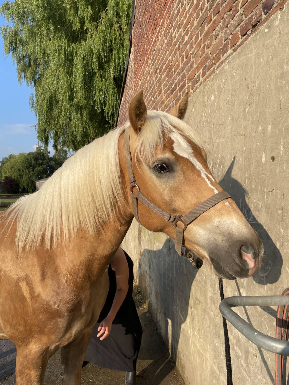 Castrone Haflinger In vendita 2023 Sauro ,  Laurier Strasbourg