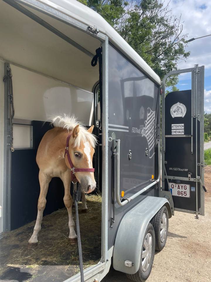 Castrone Haflinger In vendita 2023 Sauro ,  Laurier Strasbourg