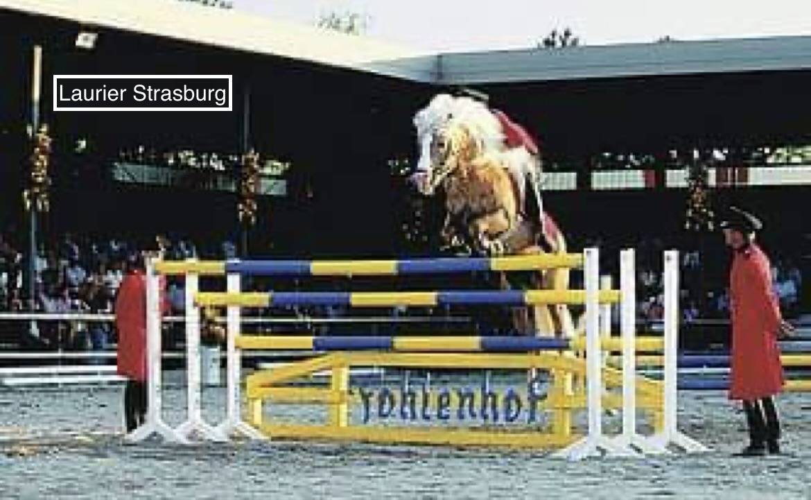 Castrone Haflinger In vendita 2023 Sauro ,  Laurier Strasbourg