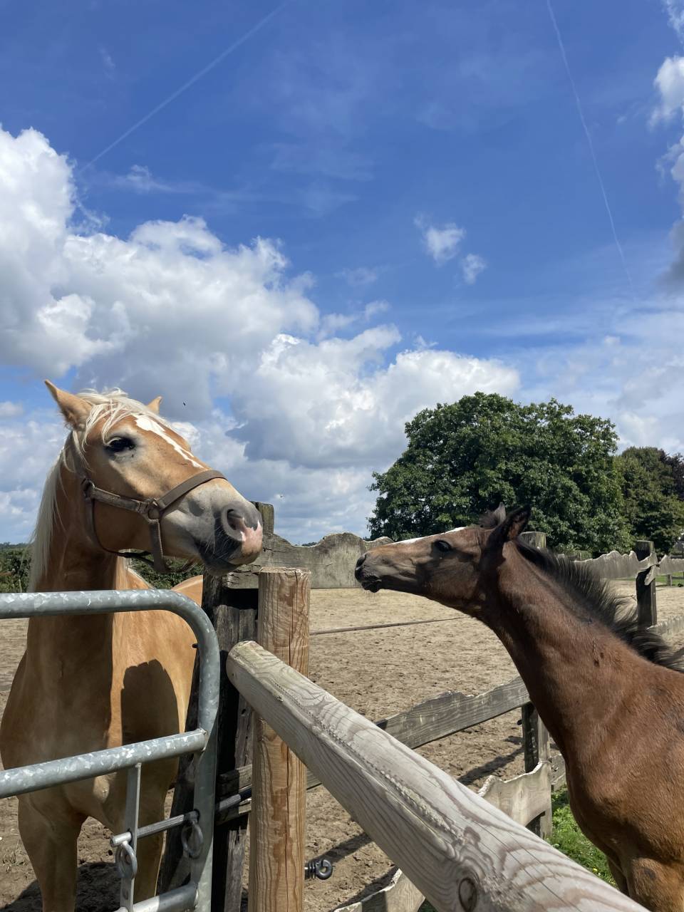 Castrone Haflinger In vendita 2023 Sauro ,  Laurier Strasbourg