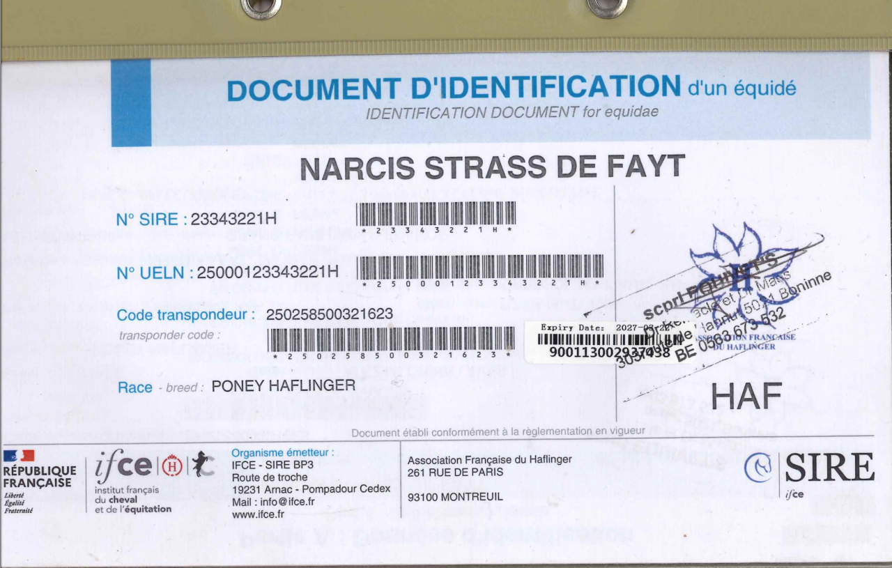 Castrone Haflinger In vendita 2023 Sauro ,  Laurier Strasbourg