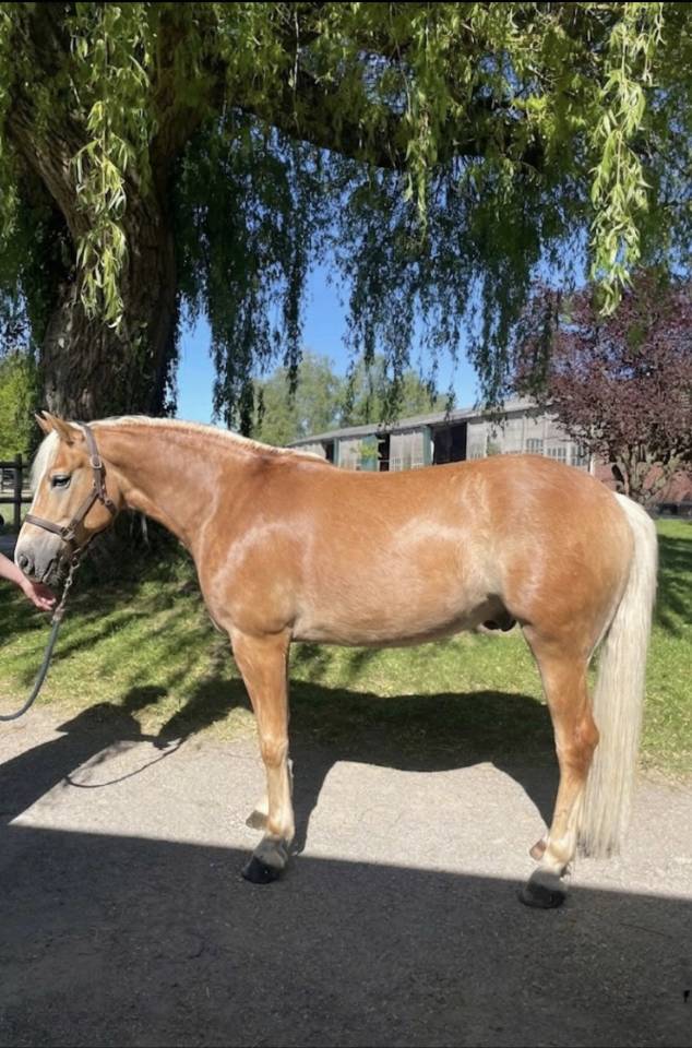 Castrone Haflinger In vendita 2023 Sauro ,  Laurier Strasbourg