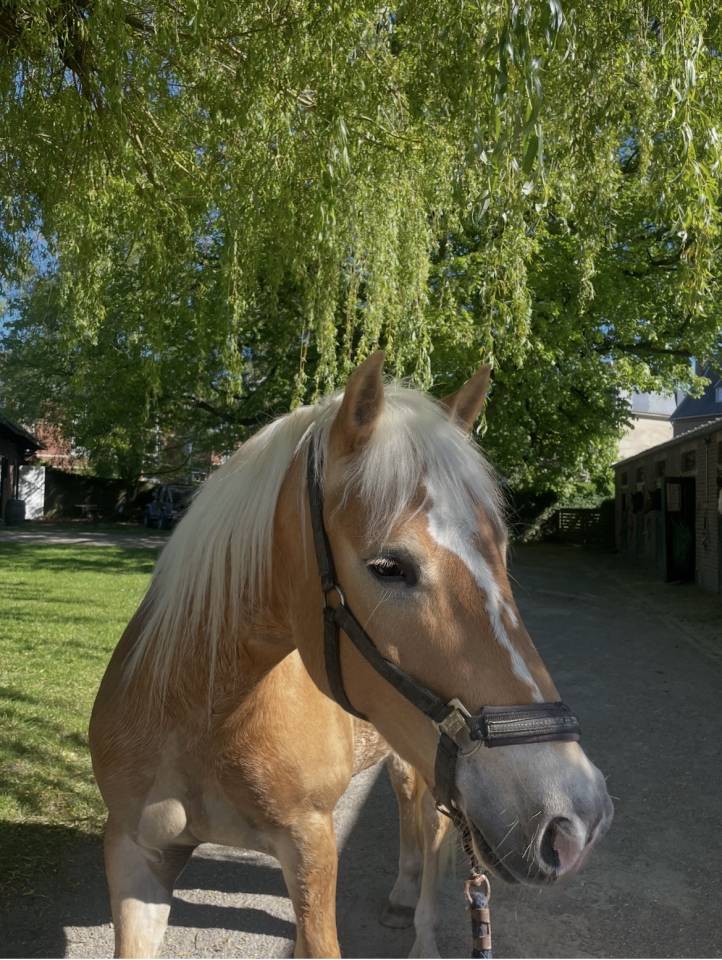 Castrone Haflinger In vendita 2023 Sauro ,  Laurier Strasbourg