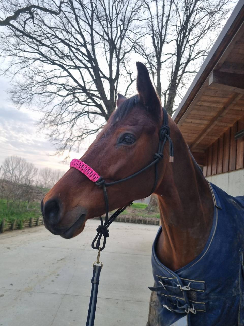 Cavalla italiana 2015