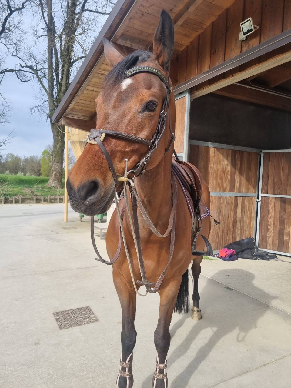 Cavalla italiana 2015