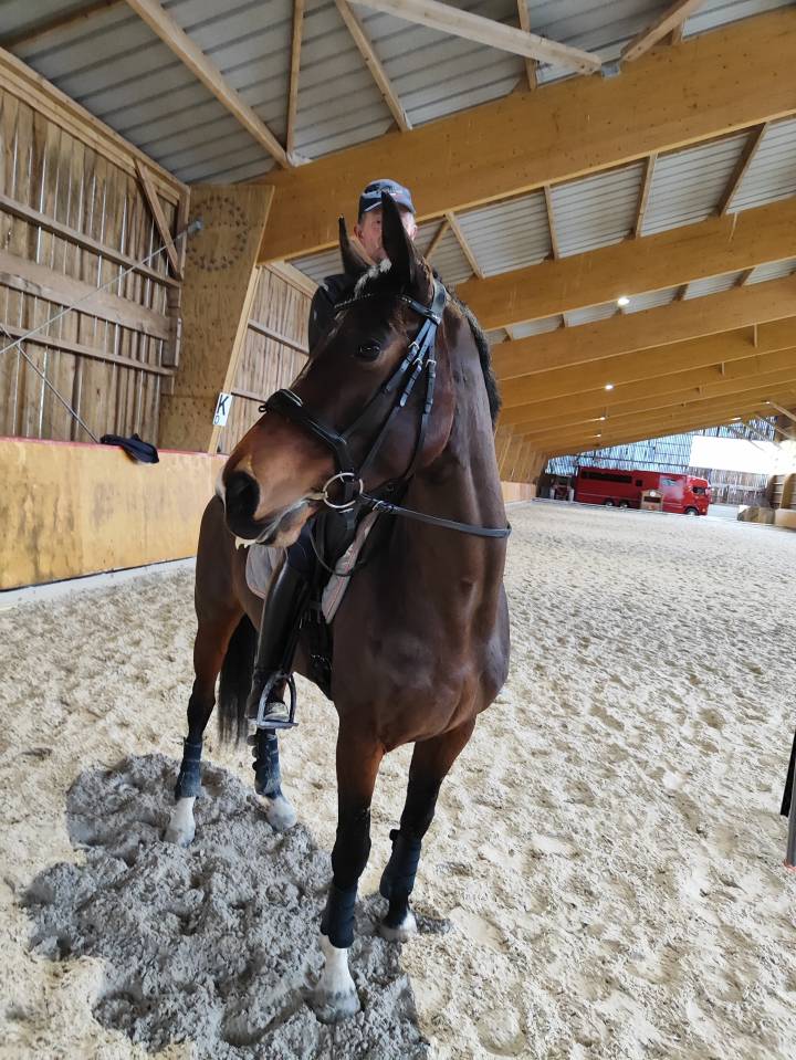 haras de la gerillais  