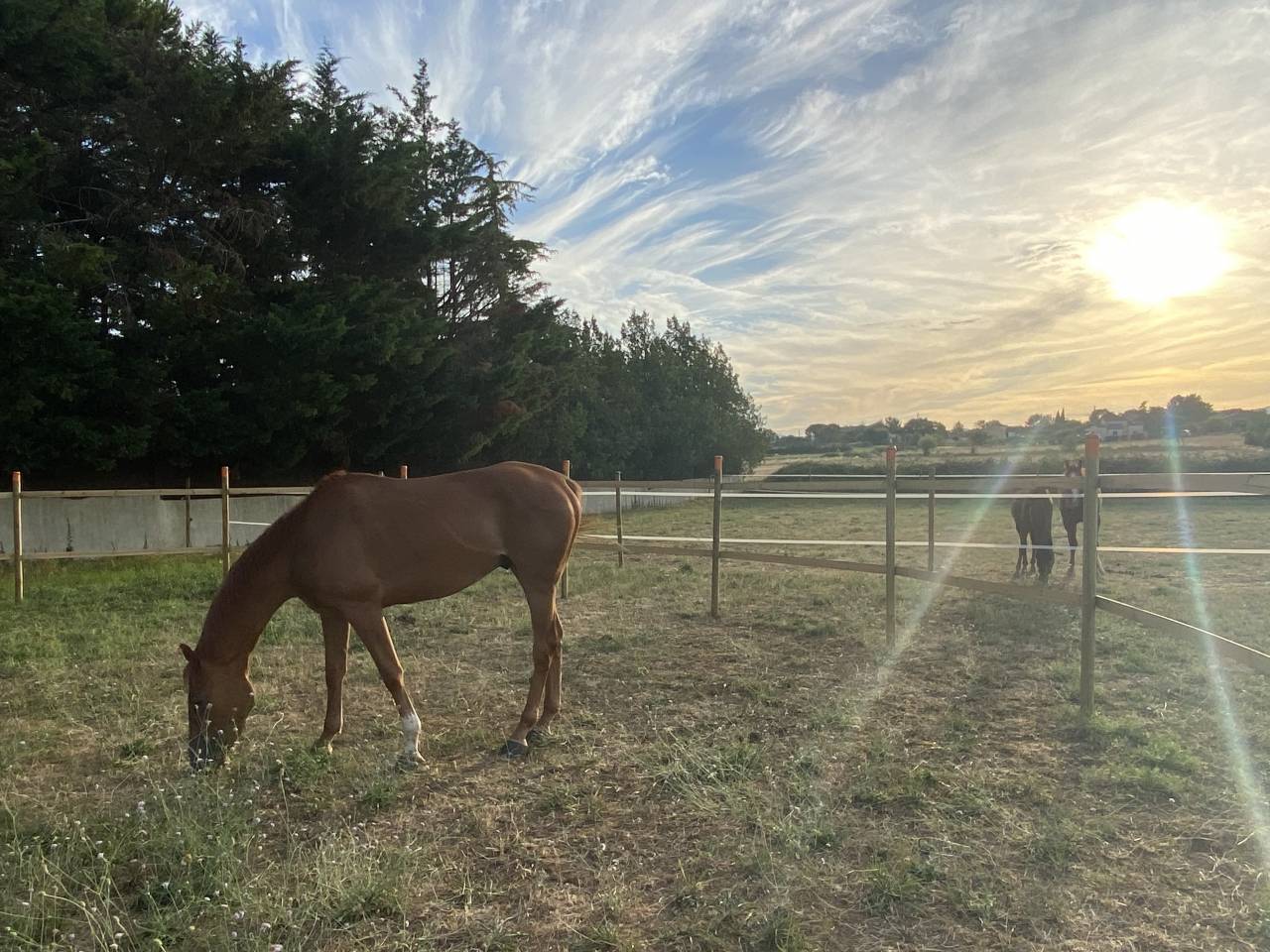 Propriet&agrave; equestre In vendita Gard