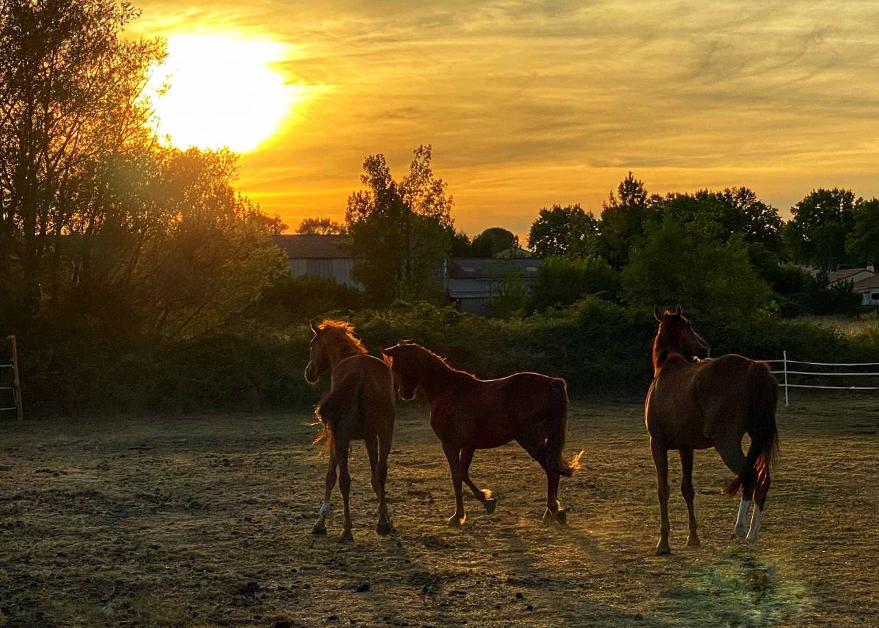 Propriet&agrave; equestre In vendita Gard
