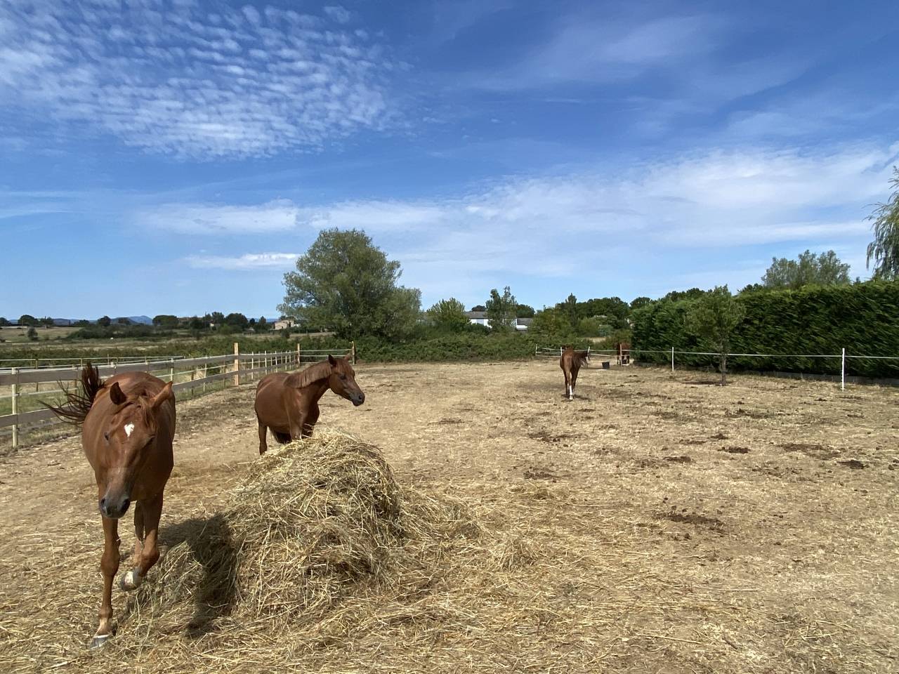 Propriet&agrave; equestre In vendita Gard