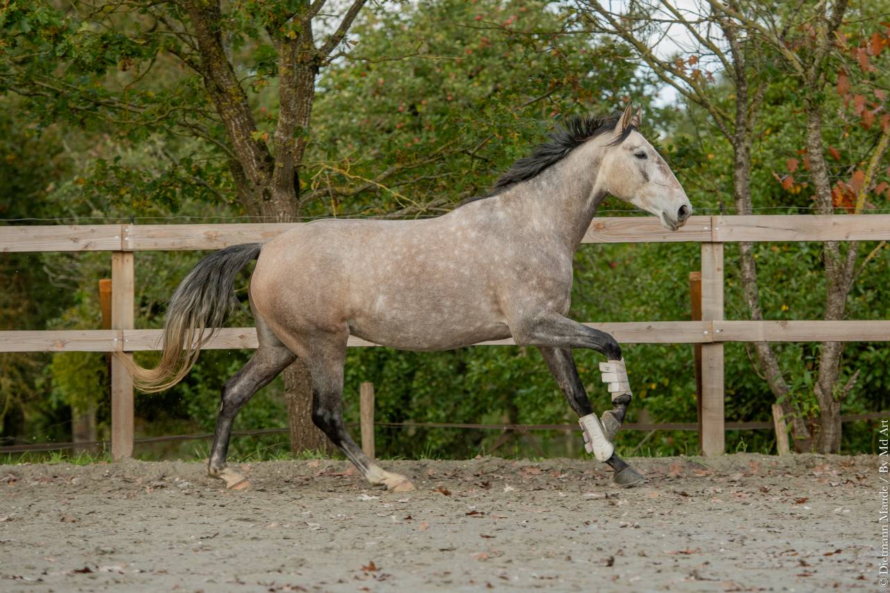 Cavalla Lusitano In vendita 2020 Grigio