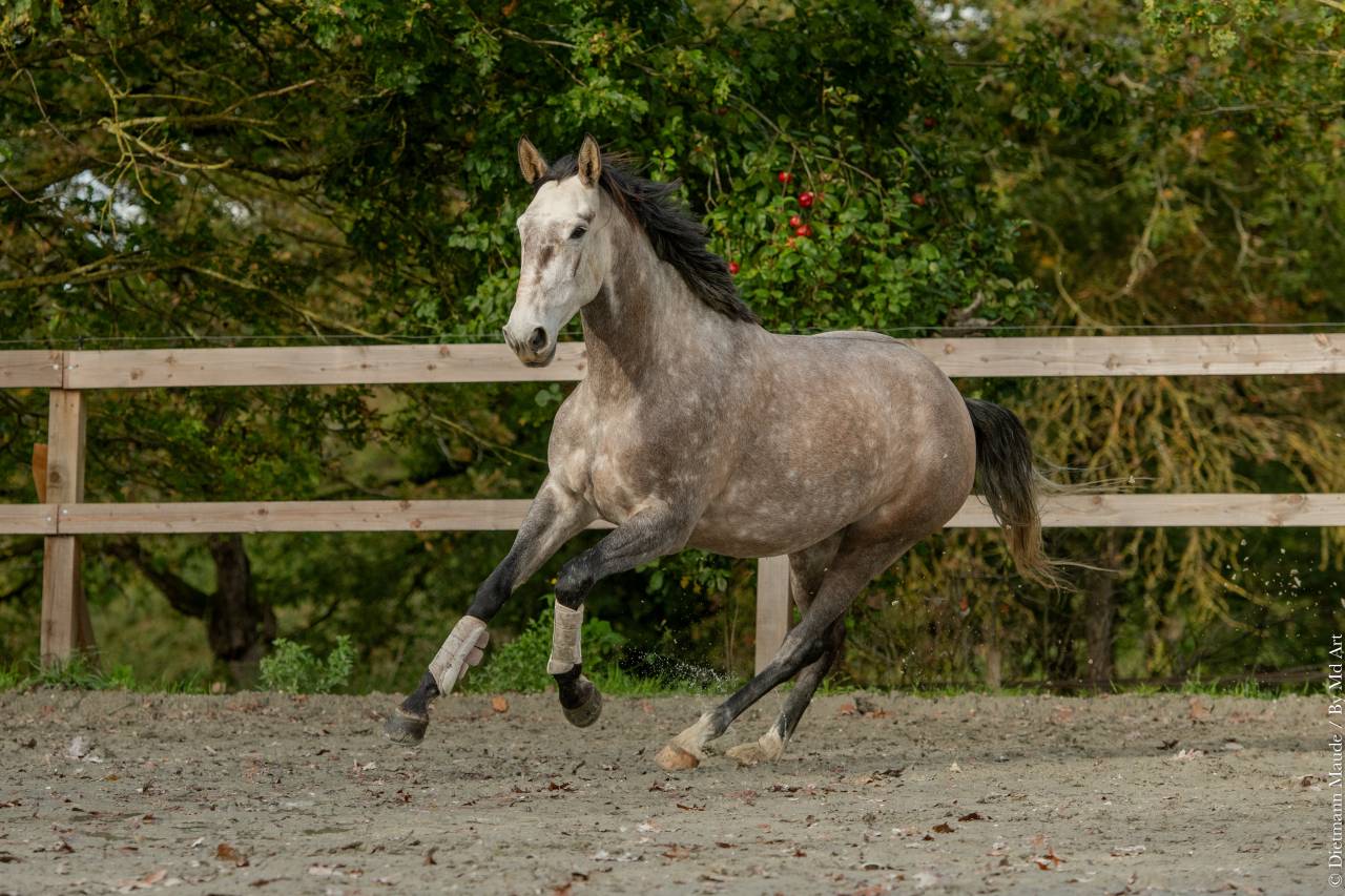 Cavalla Lusitano In vendita 2020 Grigio