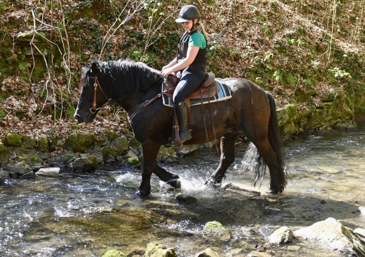 Cavalla Origine non conosciuta  In vendita 2015 Nero
