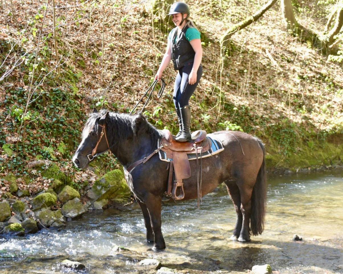Cavalla Origine non conosciuta  In vendita 2015 Nero