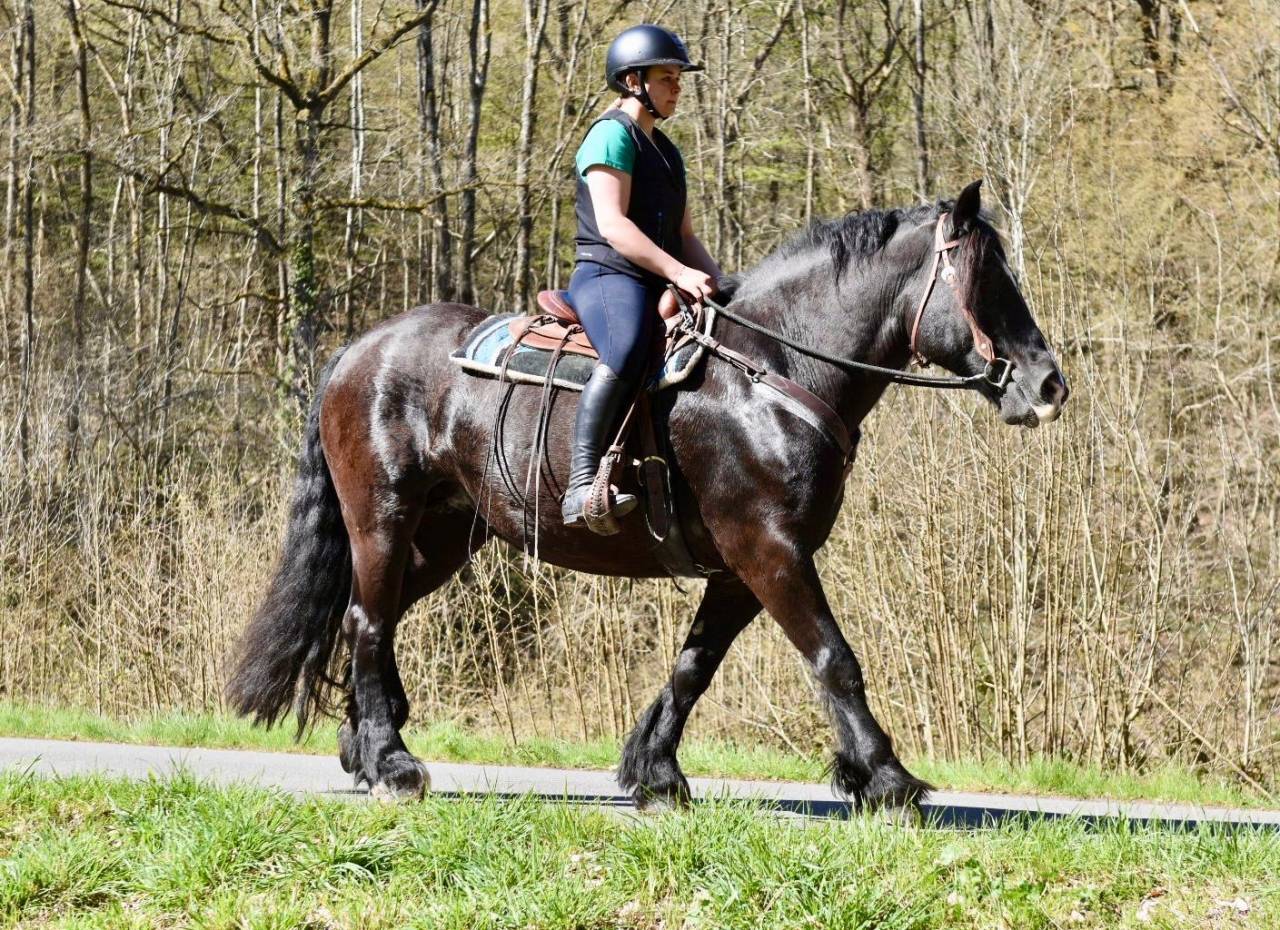 Cavalla Origine non conosciuta  In vendita 2015 Nero