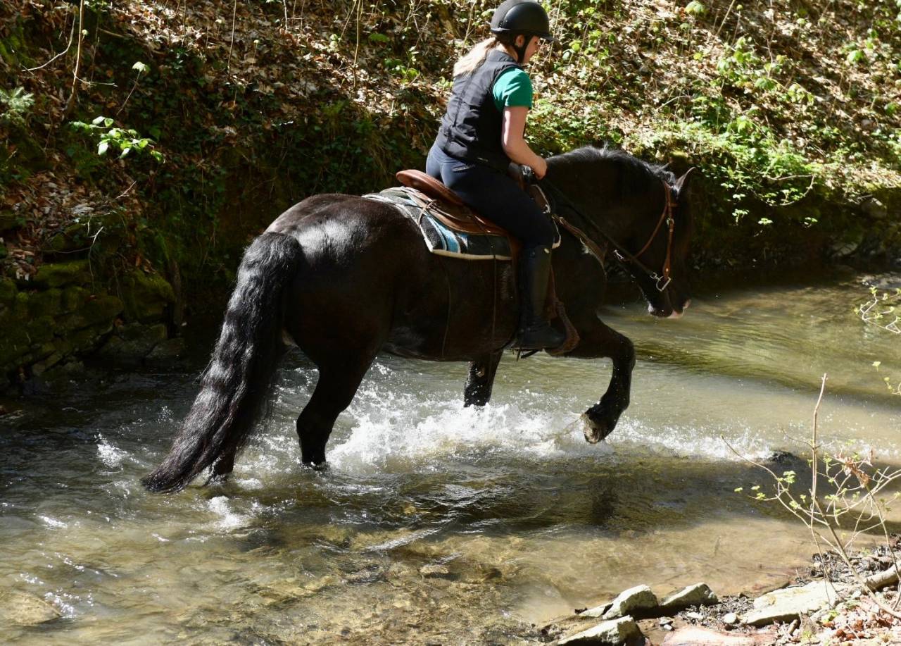 Cavalla Origine non conosciuta  In vendita 2015 Nero