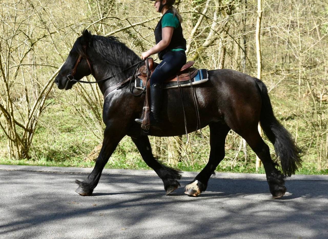 Cavalla Origine non conosciuta  In vendita 2015 Nero