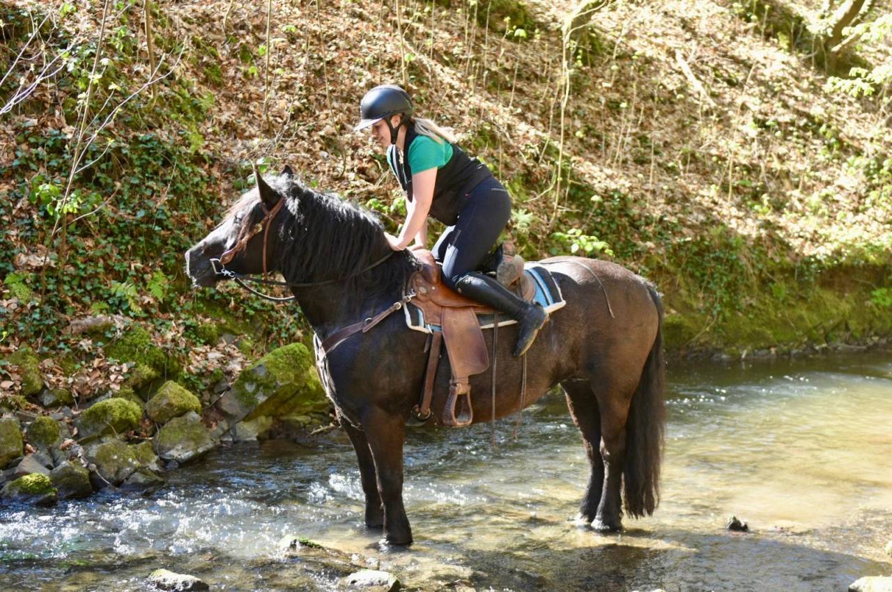 Cavalla Origine non conosciuta  In vendita 2015 Nero