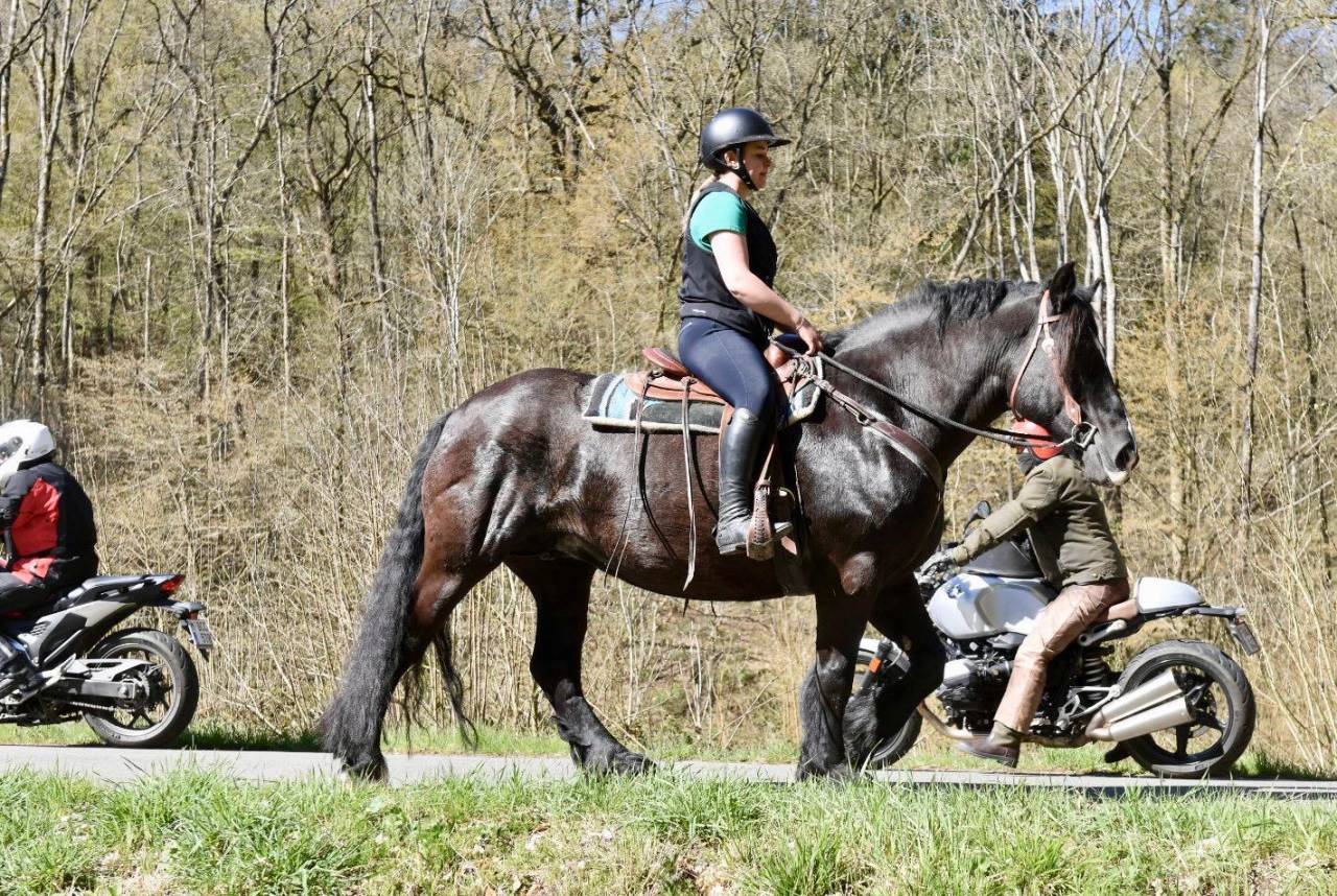 Cavalla Origine non conosciuta  In vendita 2015 Nero
