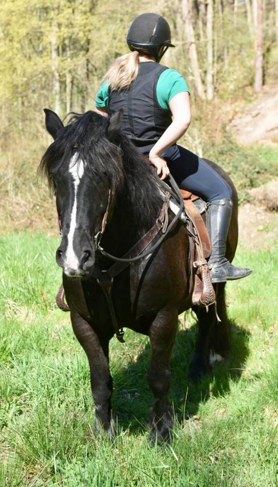 Cavalla Origine non conosciuta  In vendita 2015 Nero