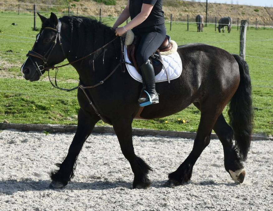 Cavalla Origine non conosciuta  In vendita 2015 Nero