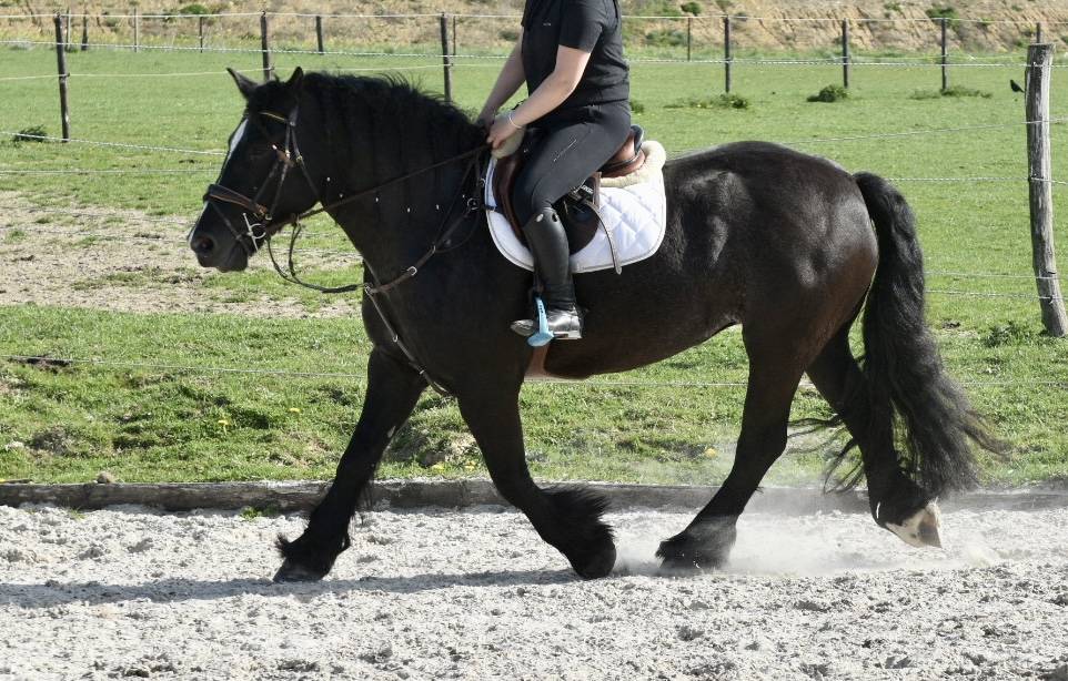 Cavalla Origine non conosciuta  In vendita 2015 Nero