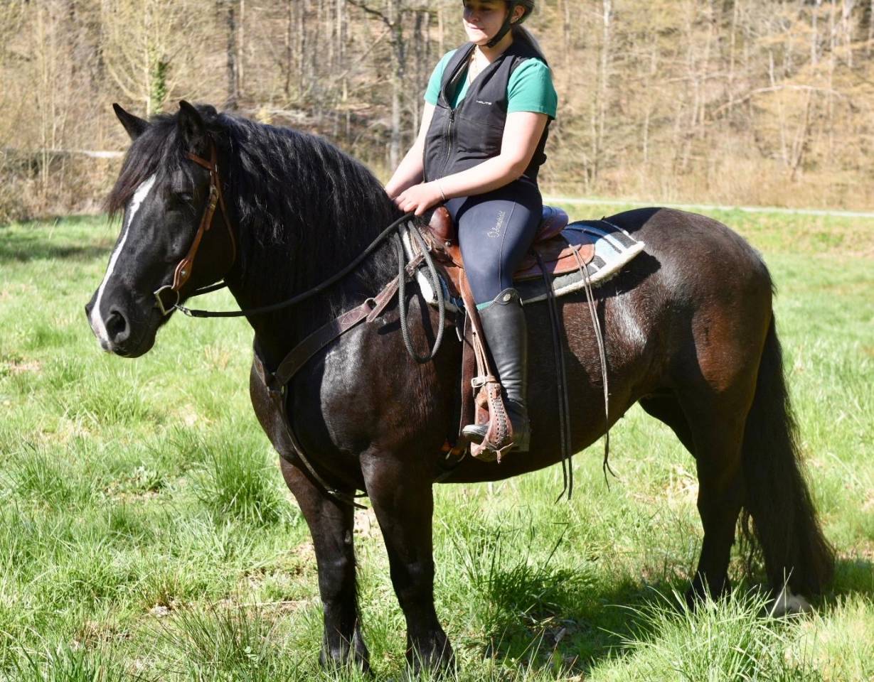 Cavalla Origine non conosciuta  In vendita 2015 Nero