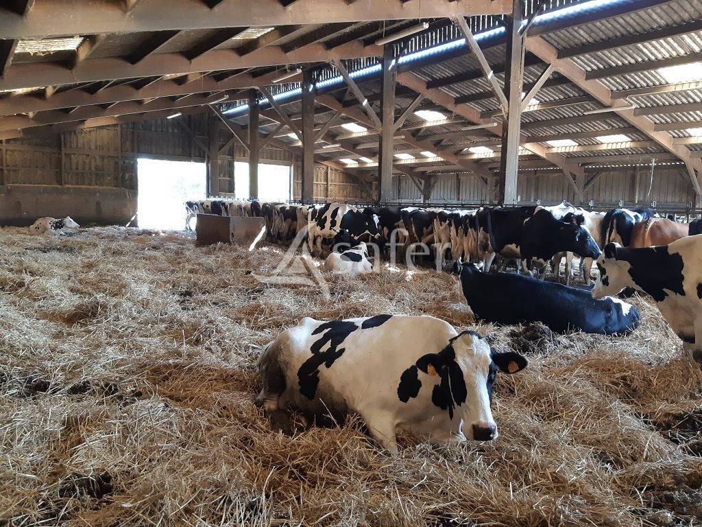 Azienda ovina In vendita Haute-Vienne