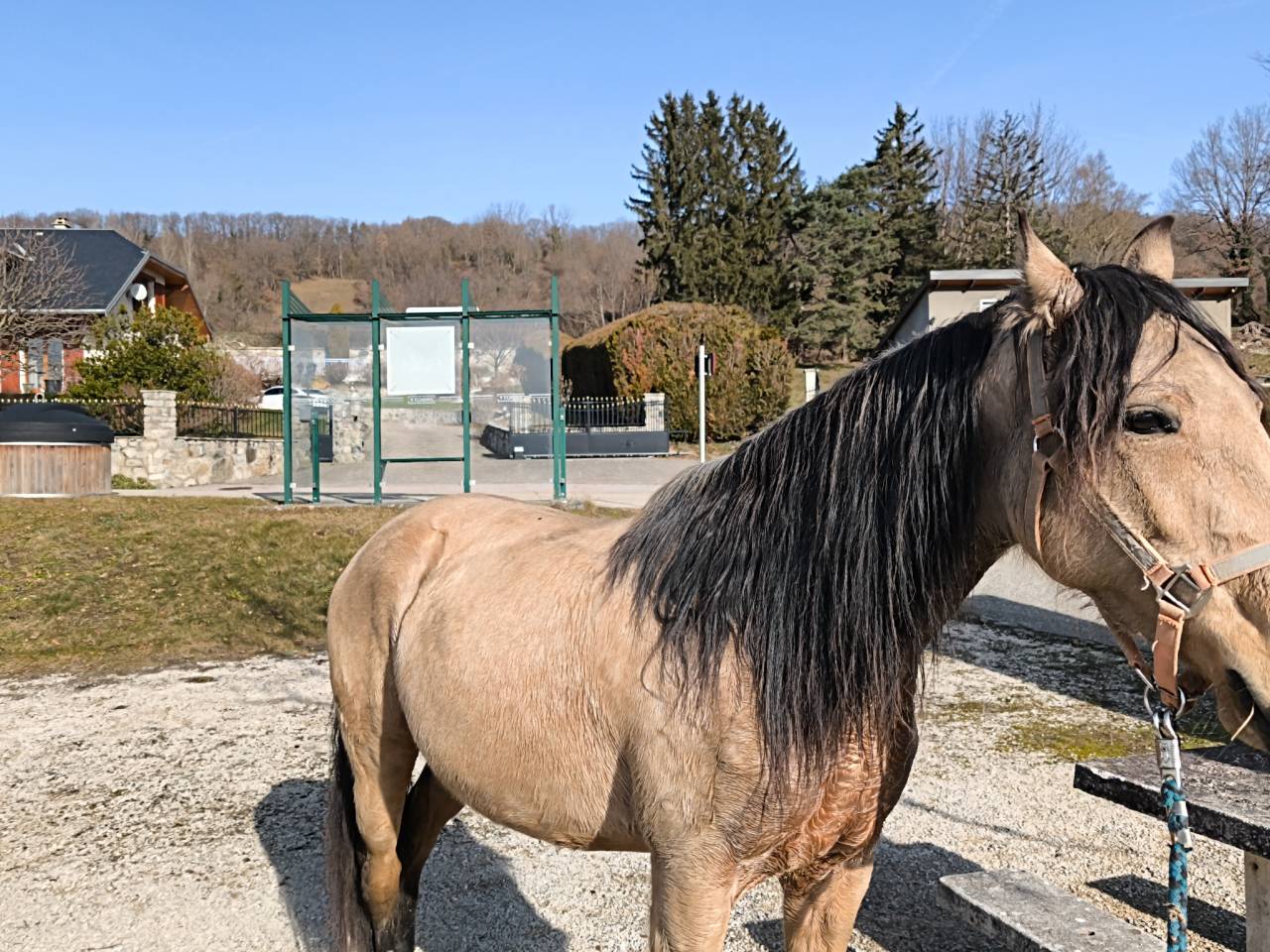 Cavalla Lusitano In vendita 2020 Isabella