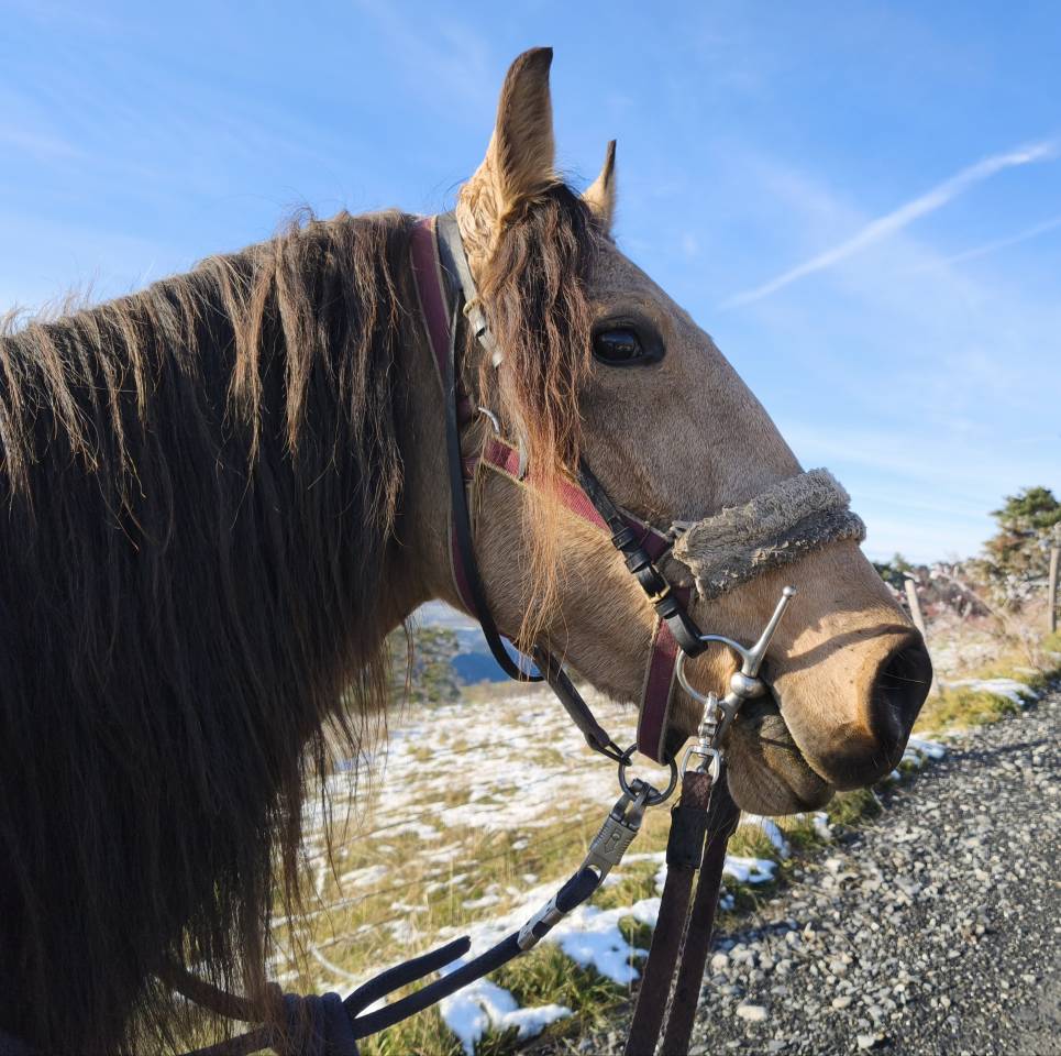 Cavalla Lusitano In vendita 2020 Isabella