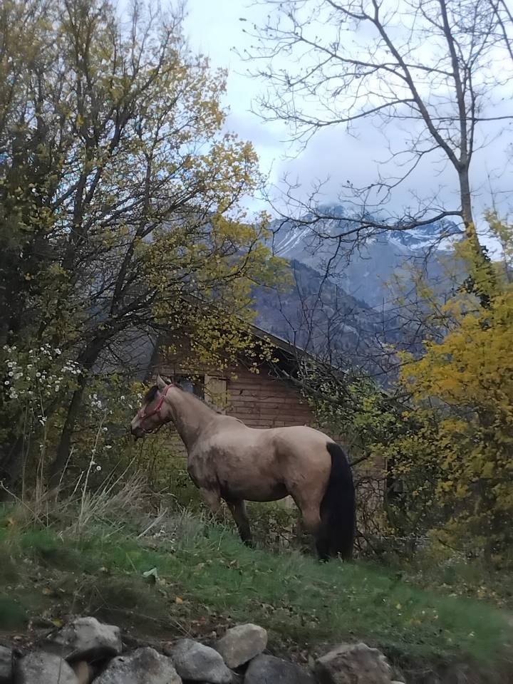 Cavalla Lusitano In vendita 2020 Isabella