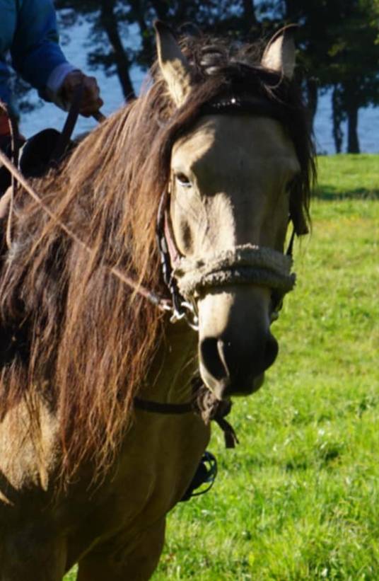 Cavalla Lusitano In vendita 2020 Isabella