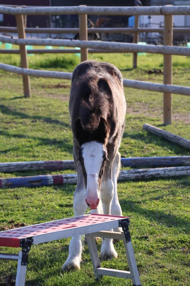 Puledra Shire In vendita 2026 Nero ,  Ruskington Quantum Lad