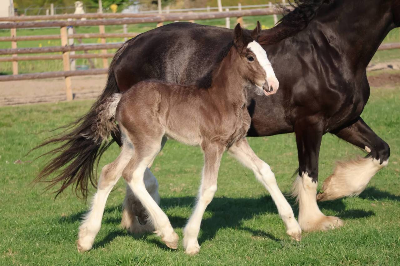 Puledra Shire In vendita 2026 Nero ,  Ruskington Quantum Lad